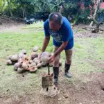 Coconut Tour interactive cultural tour