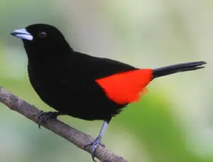 Birdwatching Tours with breakfast