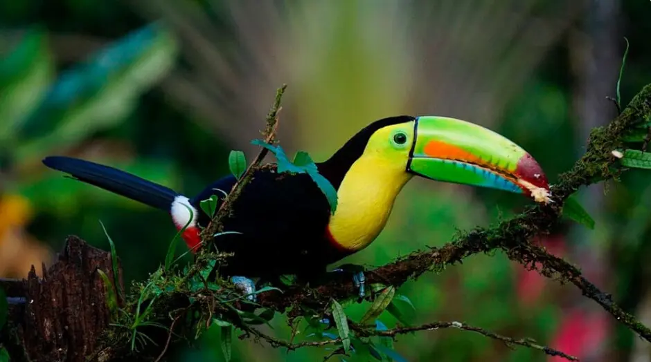 Toucans in Costa Rica