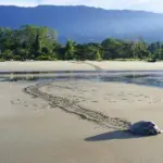 Reserva Playa Tortuga