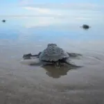 Reserva Playa Tortuga baby turtle