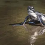 Turtle conservation project
