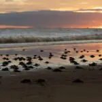 turtles everywhere