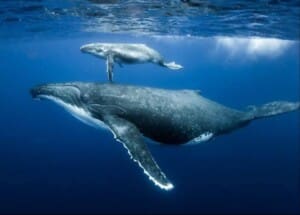 Whale Watching Uvita