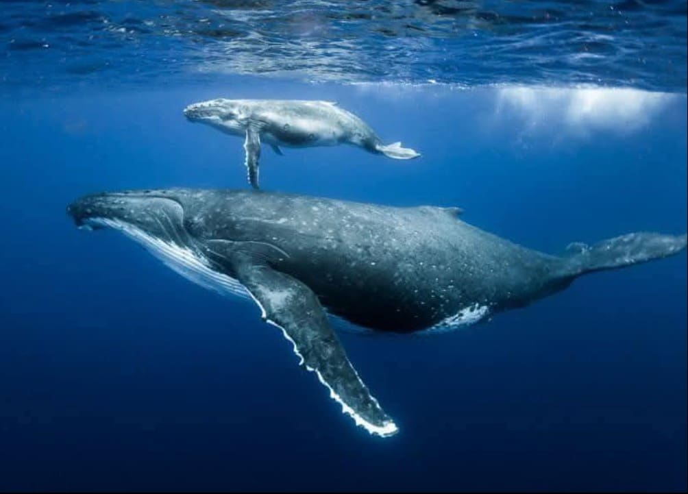 Whale Watching Uvita