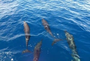 You May See Dolphins on the Snorkeling Tour