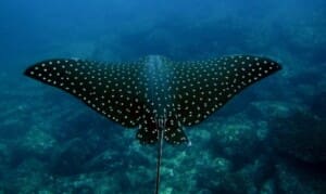 Cano Island Snorkeling Tour