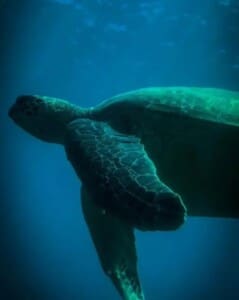 Cano Island Snorkeling Tour