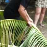 Coconut Farm Tour