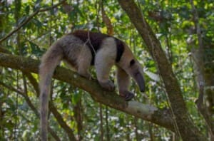 Corcovado National Park Nature and Wildlife Tours in Costa Rica