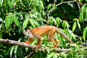 Wildlife Nature Tour - Monkeys