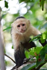 Wildlife Nature Tour - Monkeys