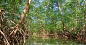 Wildlife Nature Tour