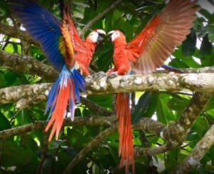 Nature Tour - Wildlife Tour in a Riverboat