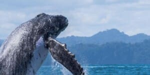 Whale, Dolphin, and Snorkeling Tour