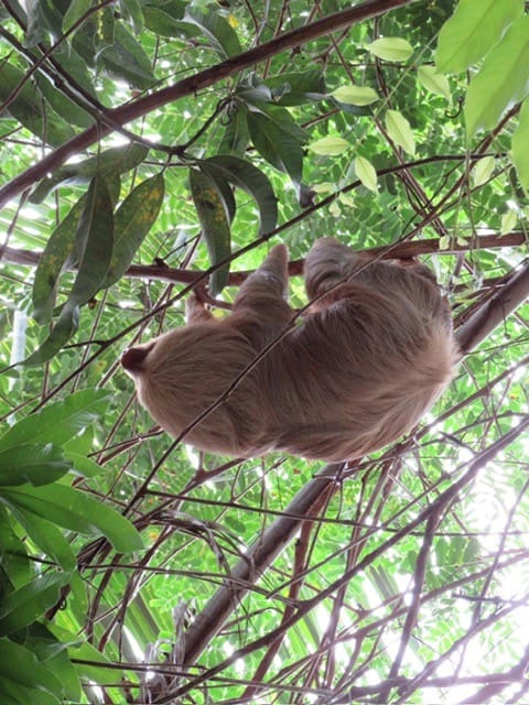 Whales Tail National Park Nature Tour Sloth