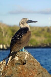 blue footed booby bird