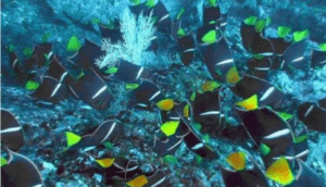 Snorkeling in Costa Rica