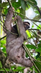 Sloths are often seen on this tour