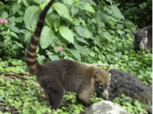 Coatis in Costa Rica
