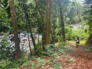 Things to do in Uvita Costa Rica. Horseback riding tour in Uvita to a hidden waterfall Horses going to the river (1)