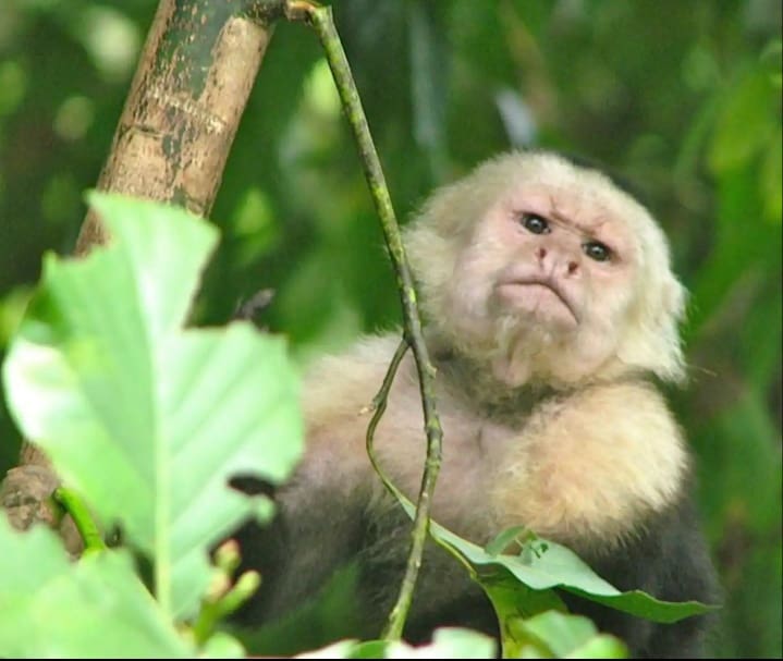 Guided Wildlife Hike in Costa Rica
