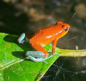 Costa Rican Frogs can be seen on our Night Tour