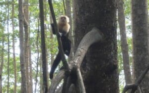 kayak Nature and Wildlife Tours in Uvita Costa Rica kayak Nature and Wildlife Tours in Uvita Costa Rica