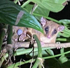 Kinkajou on our Night Tour