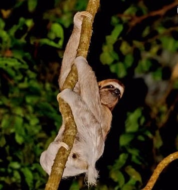Sloths Can Be Seen on Our Night Tour