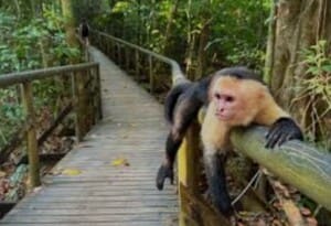 Manuel Antonio National Park Nature Tour
