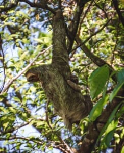 Sloth at Manuel Antonio National Park