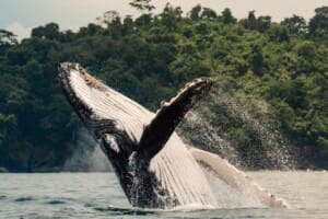 Whales may be seen on the way!