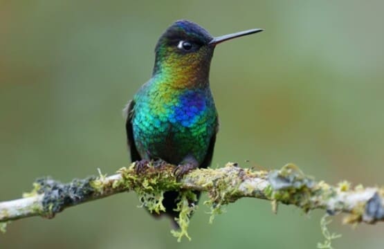 Bird Watching Paradise at our Nature Lodge and Boutique Hotel