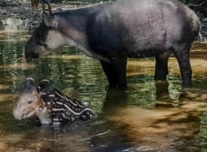 Corcovado National Park Nature and Wildlife Tours