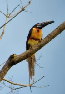 Birdwatching Tour Fiery Bill Toucan