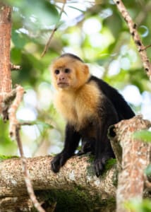 Monkeys are often seen on this tour!