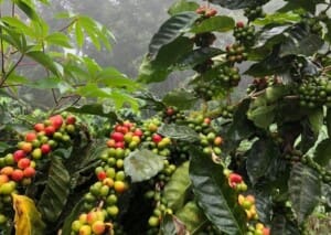Coffee Farm Tour with Lunch