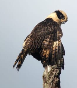 Falcons and Hawks on Birdwatching Tours