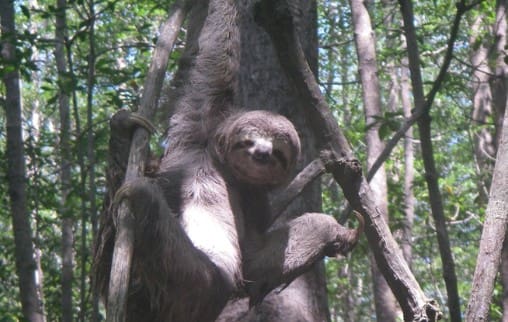 Kayak nature and wildlife tours in Costa Rica things to do in Uvita