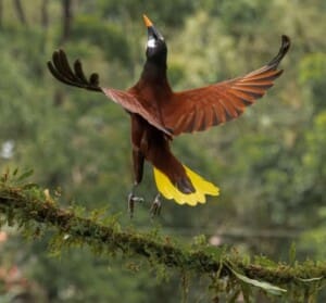 Montezuma Oropendola bird at Casitas Del Rio Riverfront Nature Lodge