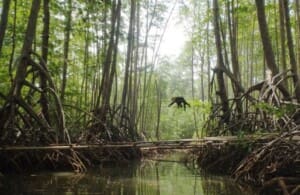 Wildlife and nature tours in costa rica kayak tour Wildlife and nature tours in costa rica kayak tour