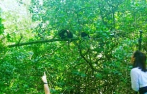 Wildlife and nature tours in costa rica kayak tour things to do Wildlife and nature tours in costa rica kayak tour things to do